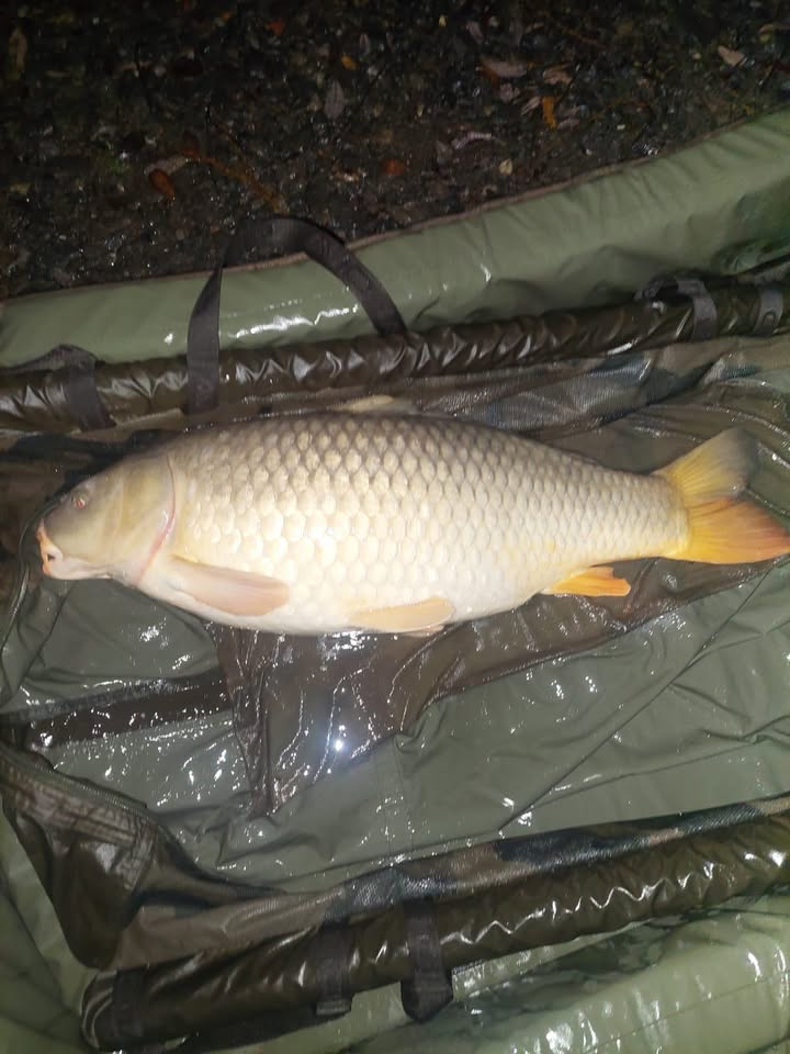 Avalon specimen carp lake